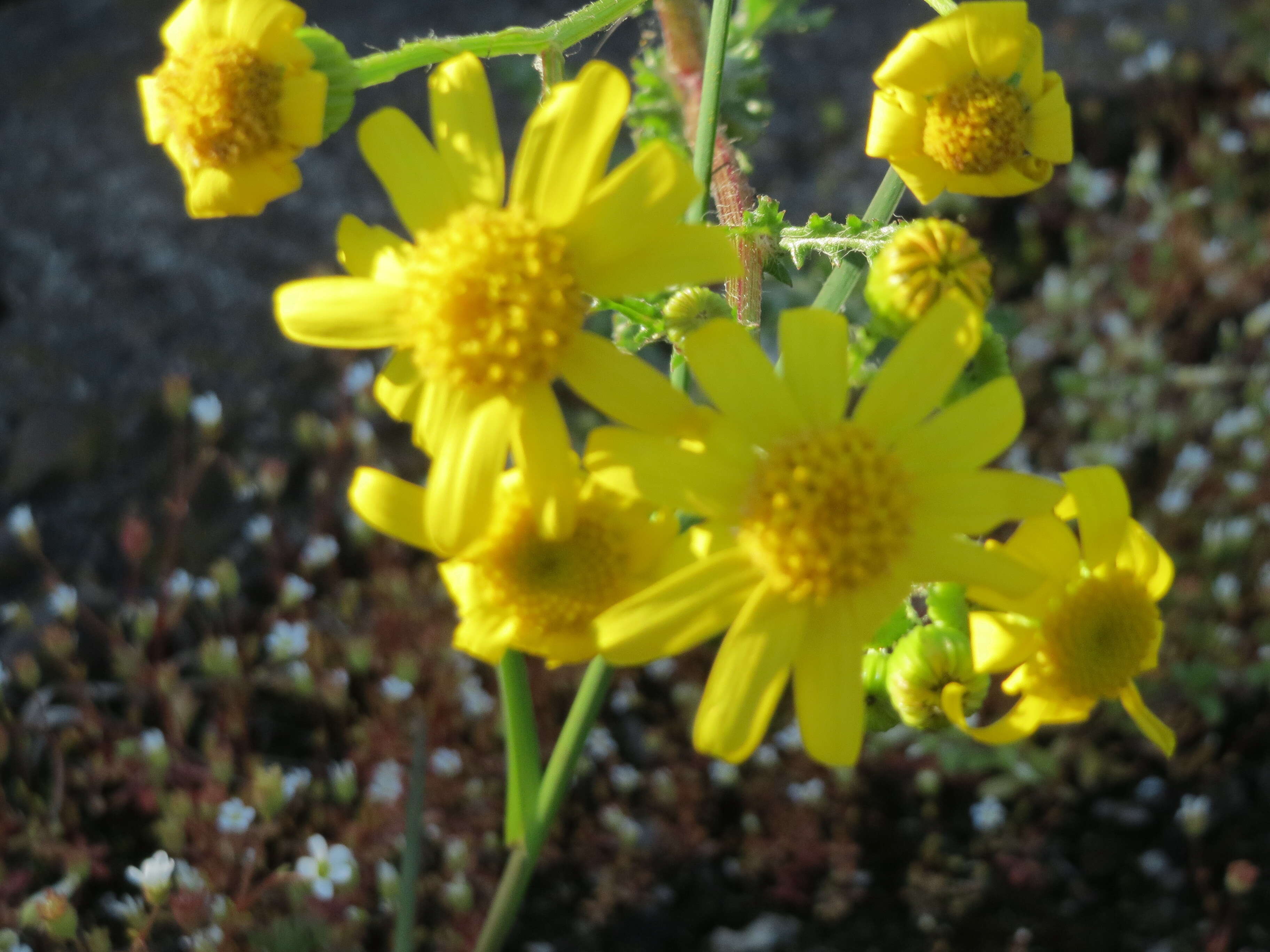 Image of eastern groundsel