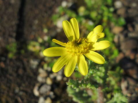 Image of eastern groundsel