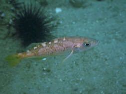 Image of Olive rockfish