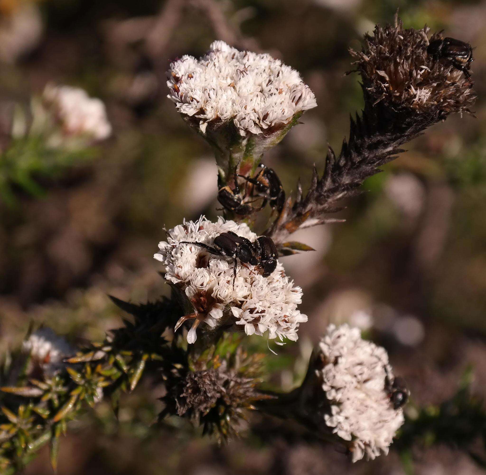 Image of Metalasia capitata (Lam.) Less.