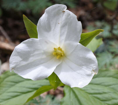 Image of White trillium