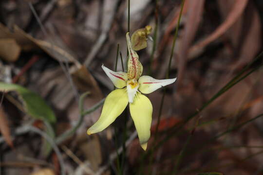 Image of Karri cowslip orchid