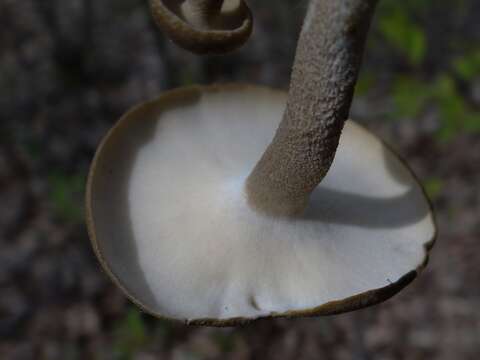 Image of Lentinus substrictus (Bolton) Zmitr. & Kovalenko 2016