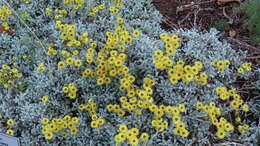 Image de Helichrysum argyrophyllum DC