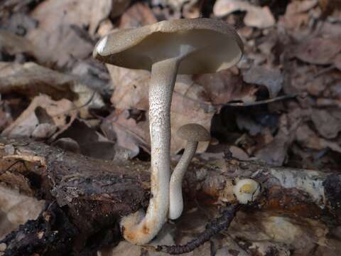 Image of Lentinus substrictus (Bolton) Zmitr. & Kovalenko 2016