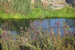 Image of Brazilian Vervain