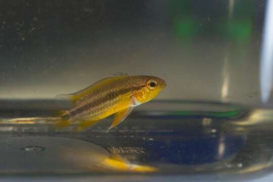 Image of banded dwarf cichlid