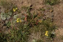 Image of clubmoss mousetail