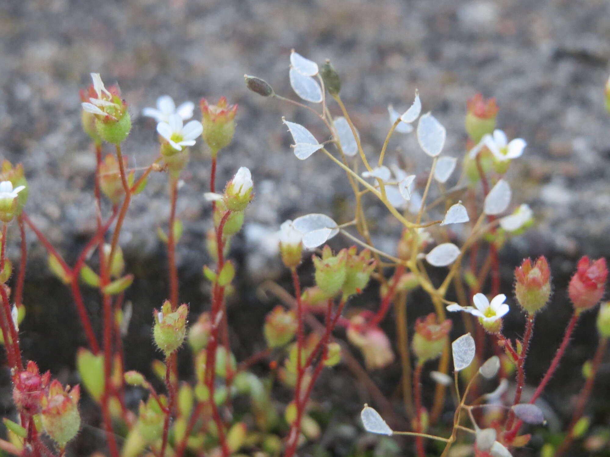 Image of nailwort