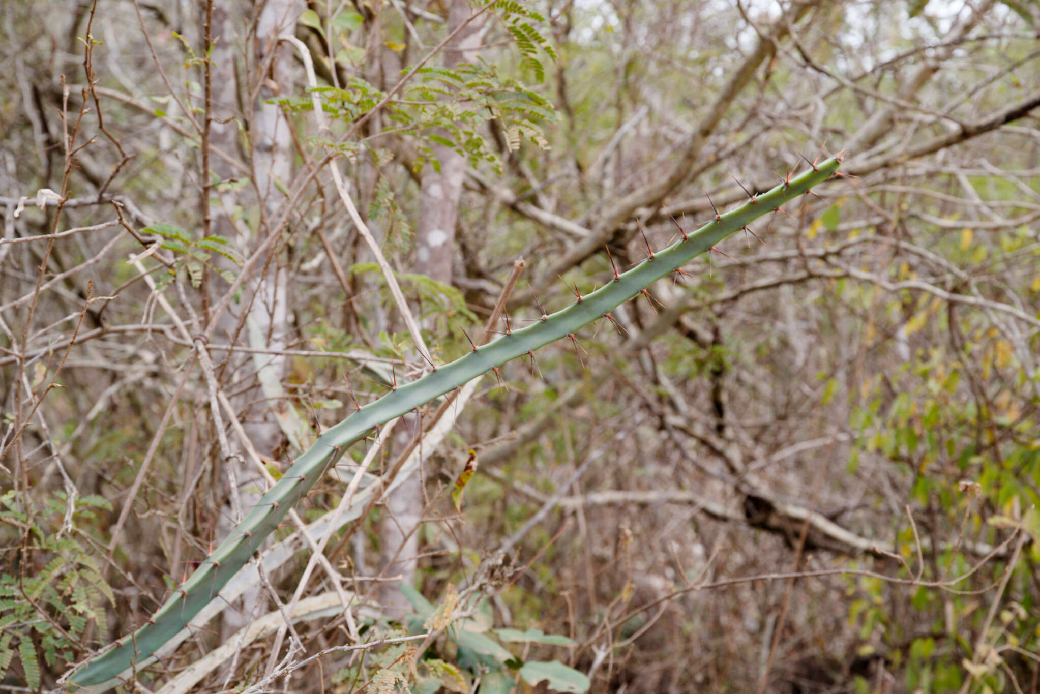 Image of Cereus albicaulis (Britton & Rose) Leutzelb.