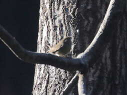 Слика од Troglodytes aedon parkmanii Audubon 1839