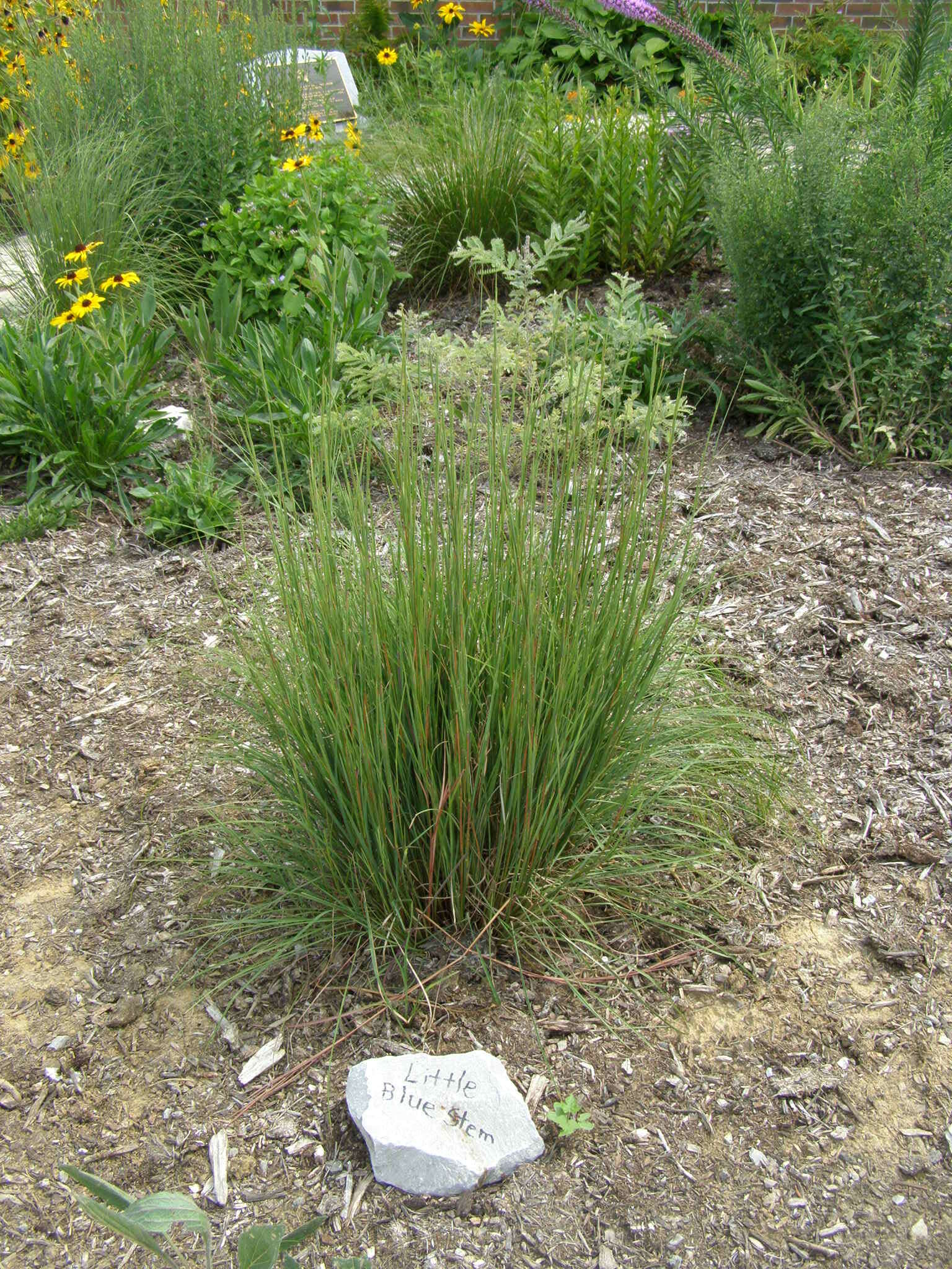 Image de Schizachyrium scoparium (Michx.) Nash