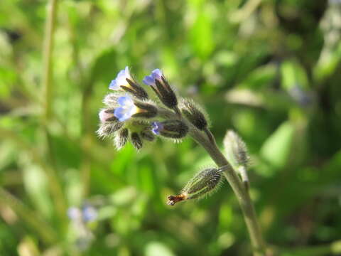 Image of strict forget-me-not