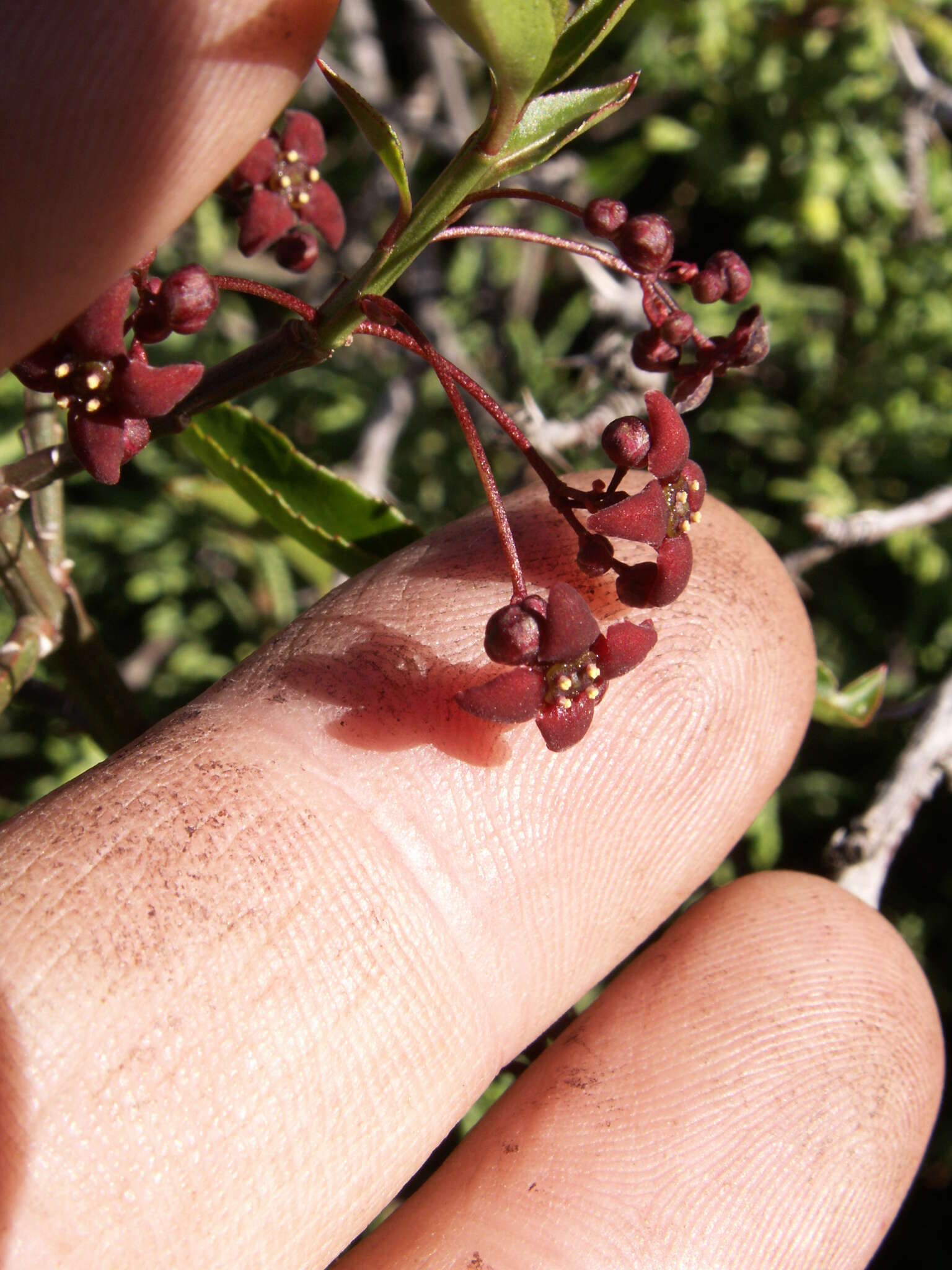 Image of Euonymus semenovii Regel & Herd.