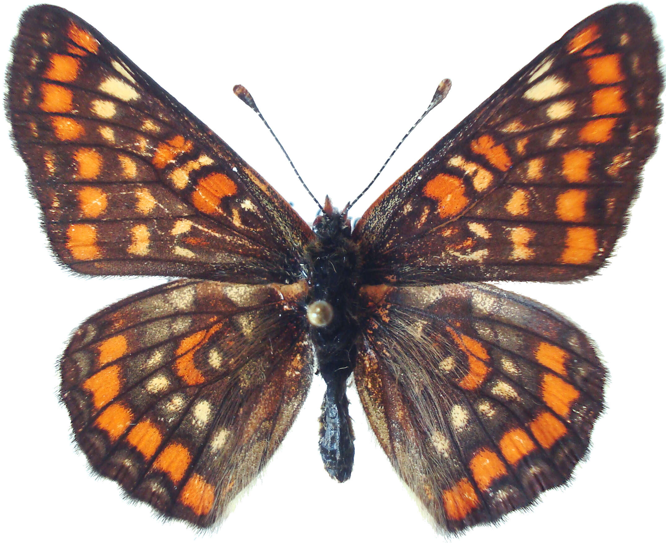 Plancia ëd Euphydryas maturna