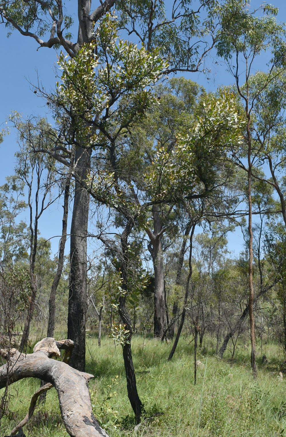 Image of Grevillea glauca Banks & Sol. ex Knight