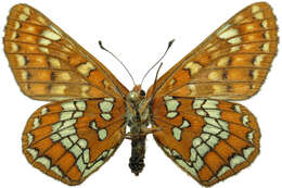 Plancia ëd Euphydryas maturna