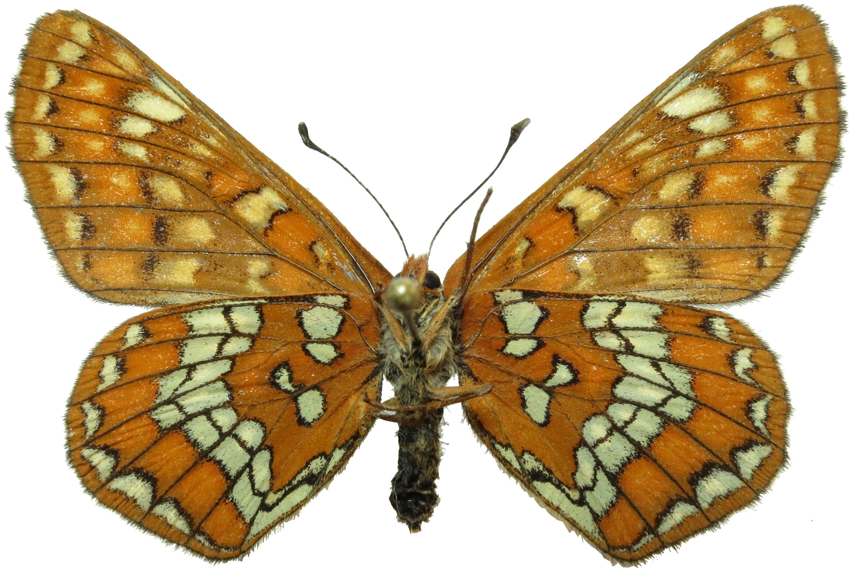 Plancia ëd Euphydryas maturna