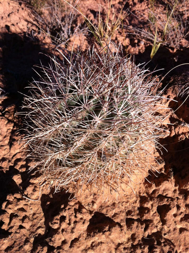 Plancia ëd Sclerocactus parviflorus Clover & Jotter