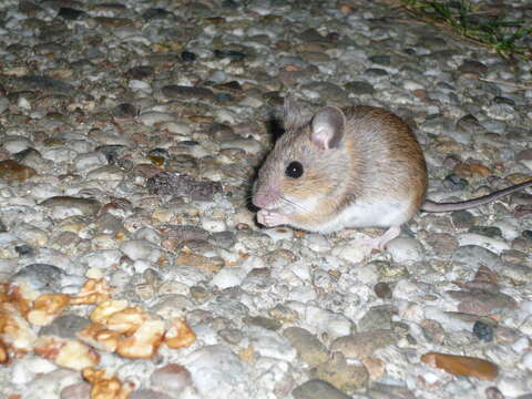 Image of wood mouse, long-tailed field mouse