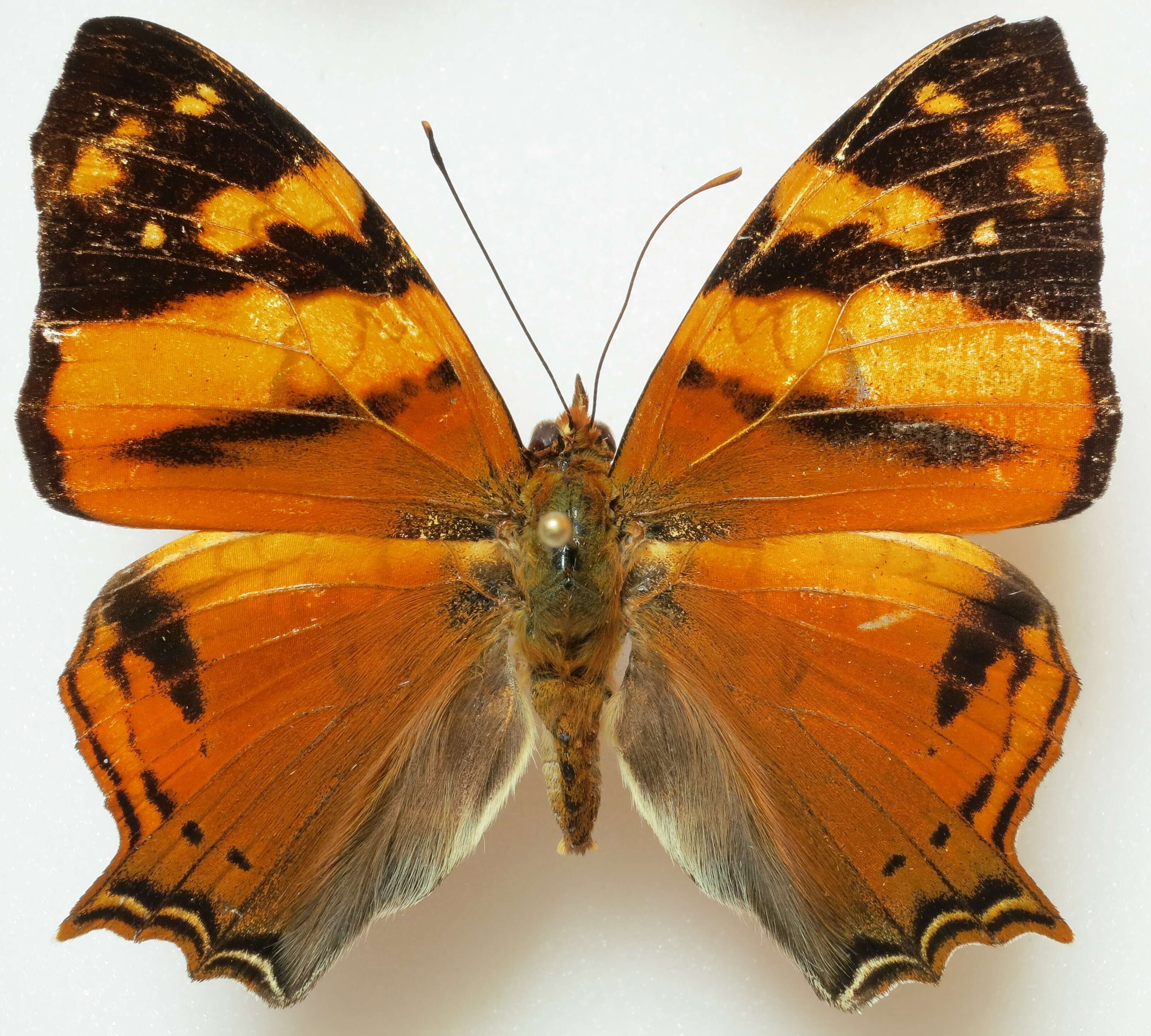 Image of Hypanartia lethe Fabricius 1793