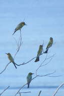 Image of Rainbow Bee-eater