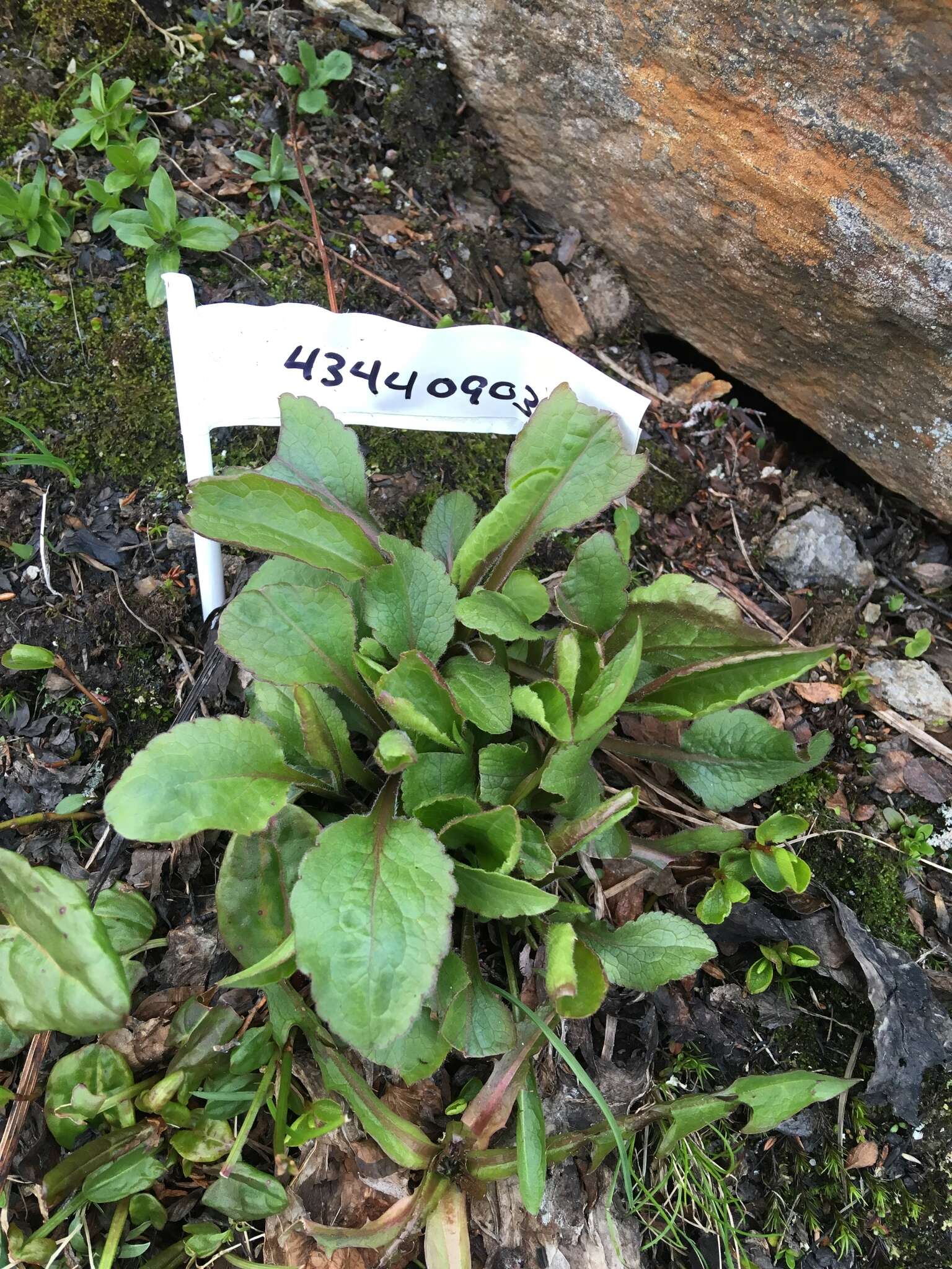 Image de Solidago virgaurea subsp. minuta (L.) Arcangeli