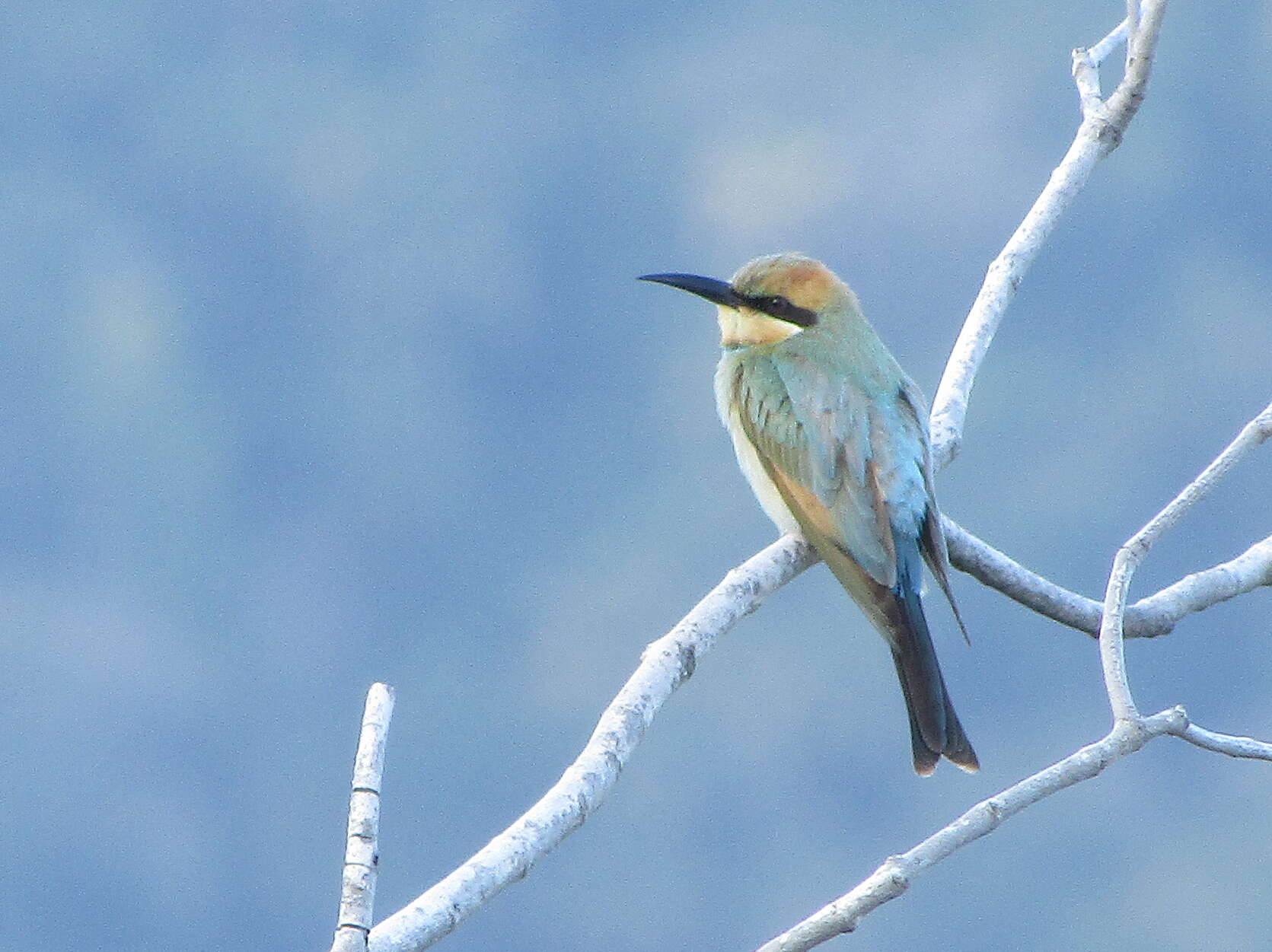 Image of Rainbow Bee-eater