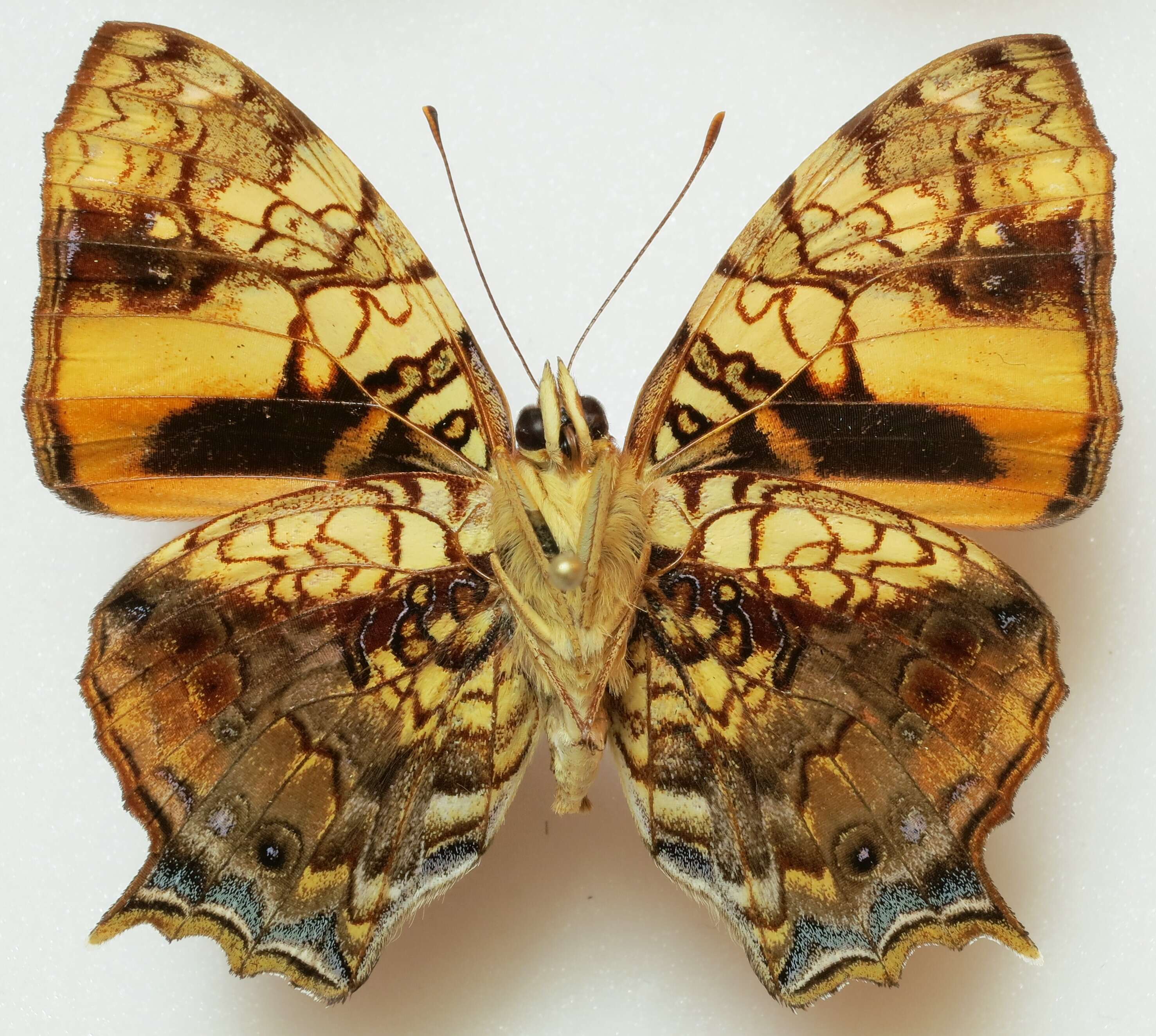 Image of Hypanartia lethe Fabricius 1793