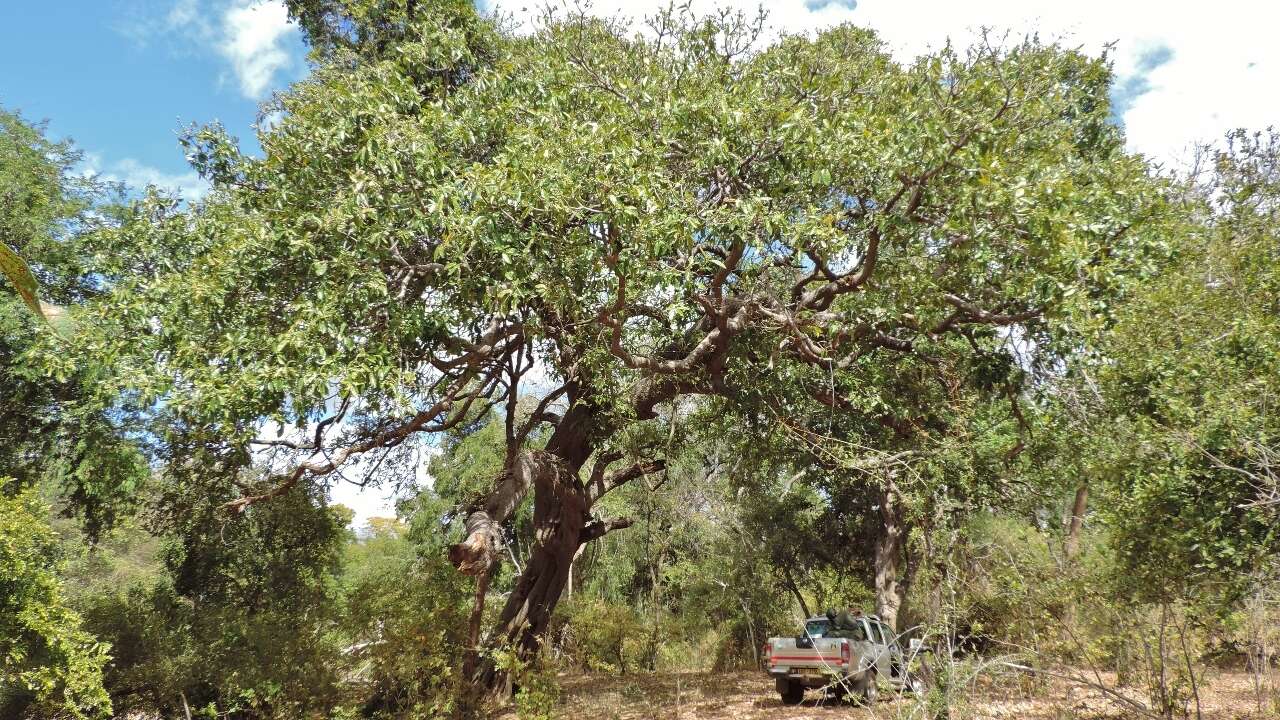 Image of Ficus bussei Warb. ex Mildbr. & Burret