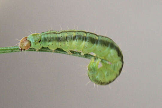 صورة Agonopterix ferulae Zeller 1847