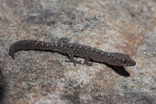 Image of Lesueur's Gecko