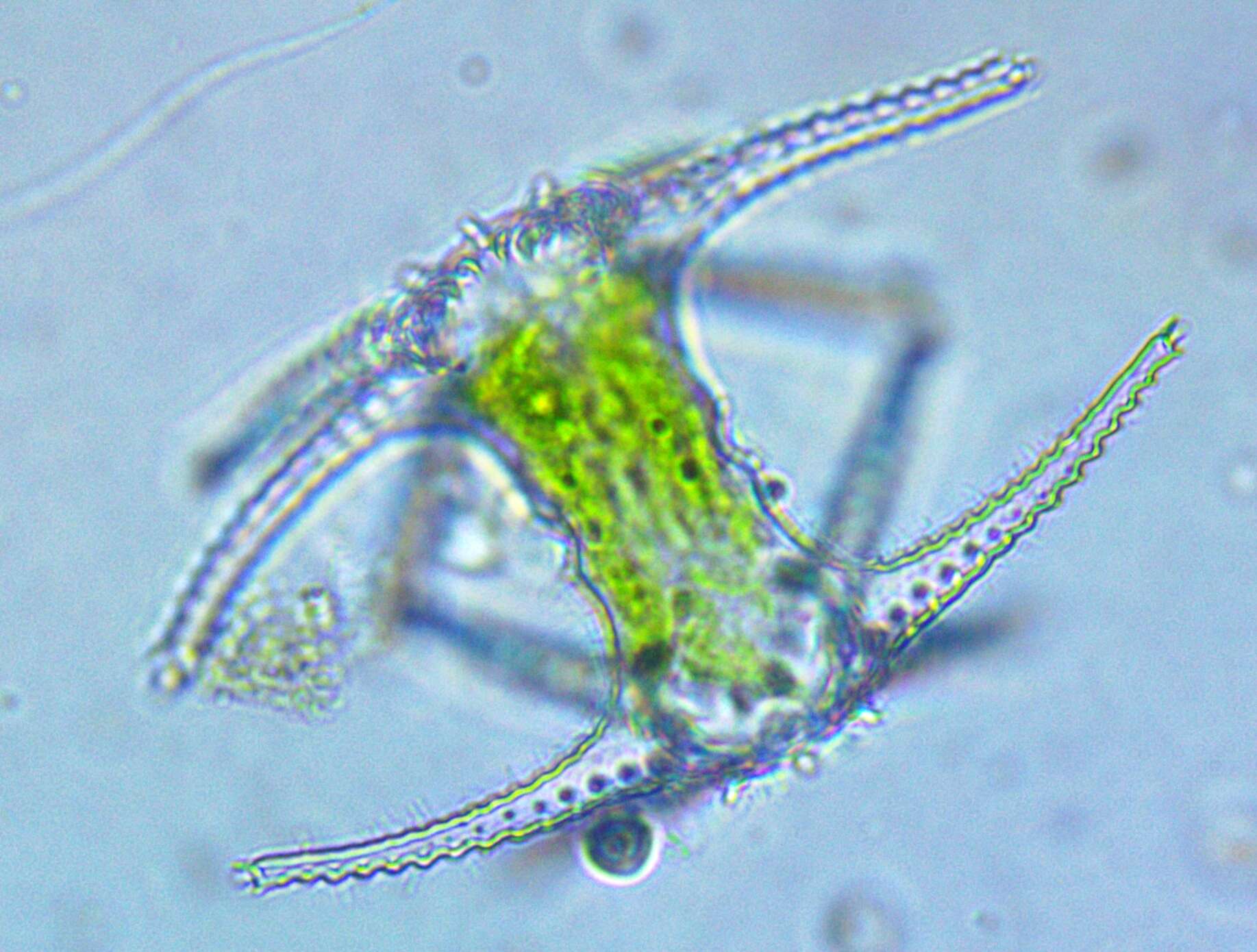 Image of Staurastrum ophiura