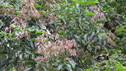 Image of Chinese flowering ash