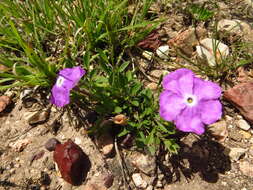 Image of Hunzikeria coulteri (A. Gray) W. G. D' Arcy