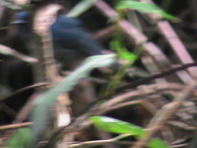 Image of Nilgiri Flycatcher