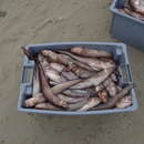 Image of Specklefin cusk eel