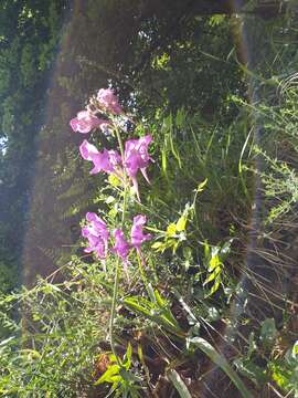 Image of Linaria triornithophora (L.) Willd.