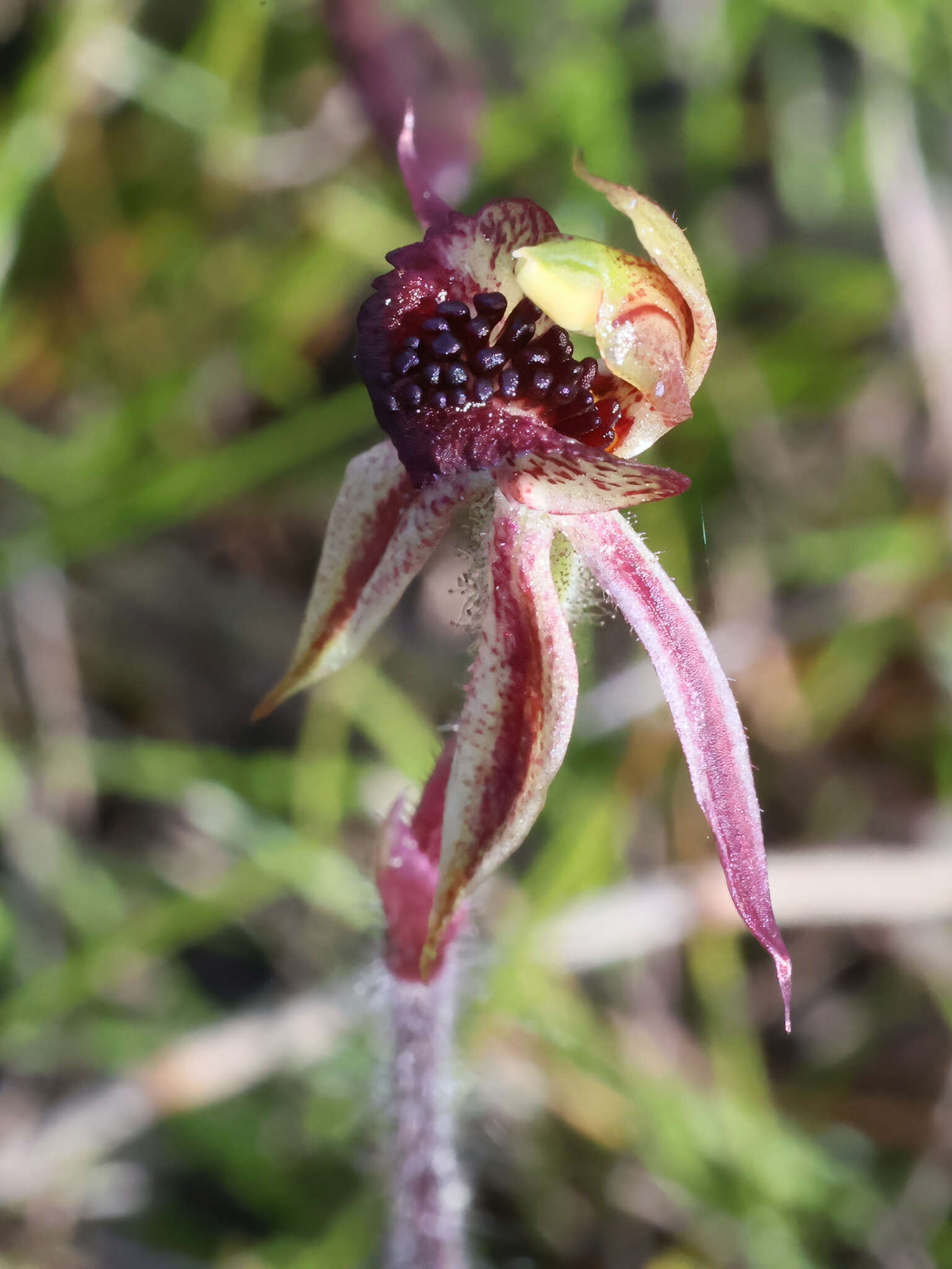 Imagem de Caladenia actensis D. L. Jones & M. A. Clem.