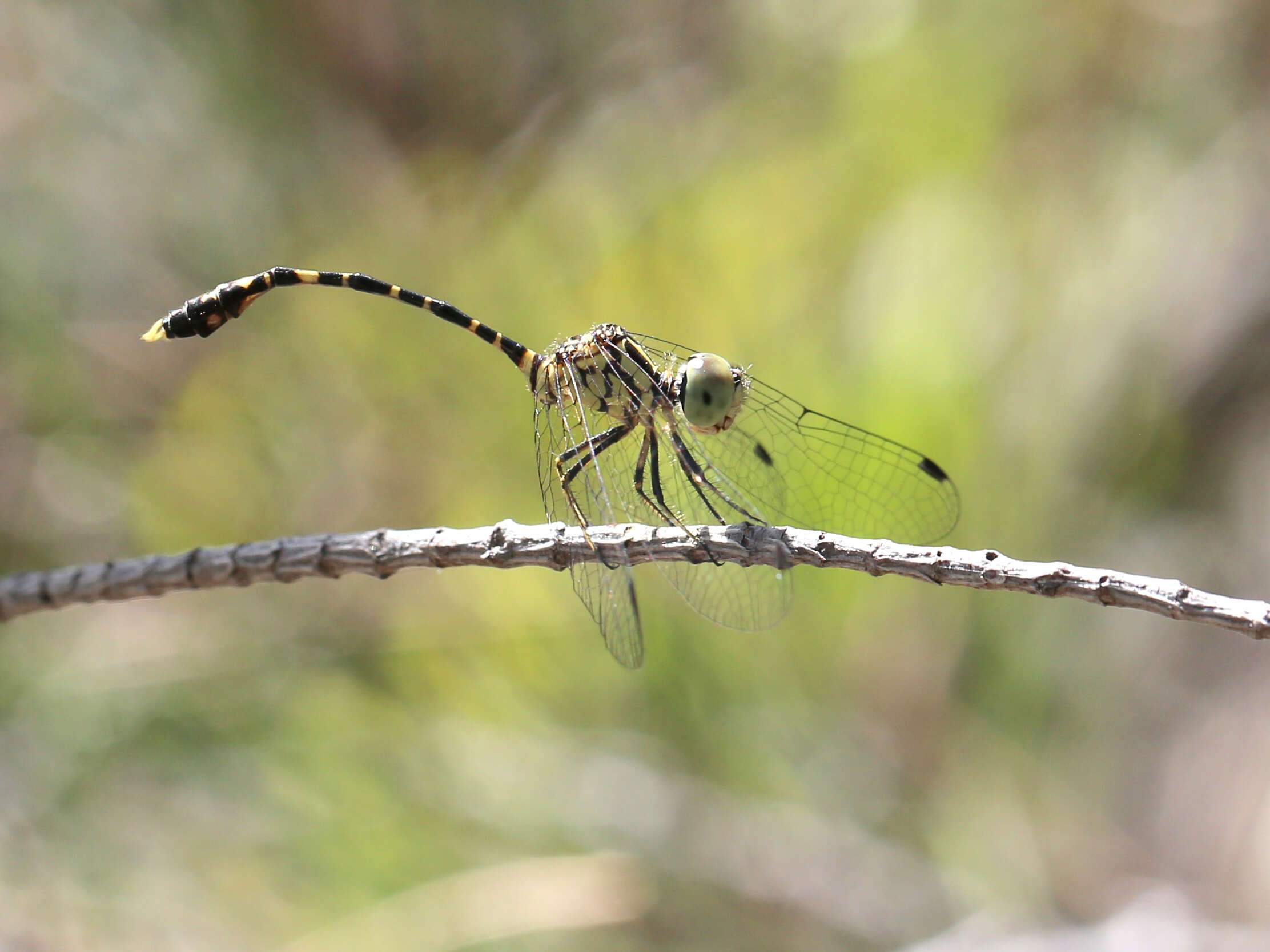 Image of Common Archtail