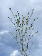 Image of stiff yellow flax