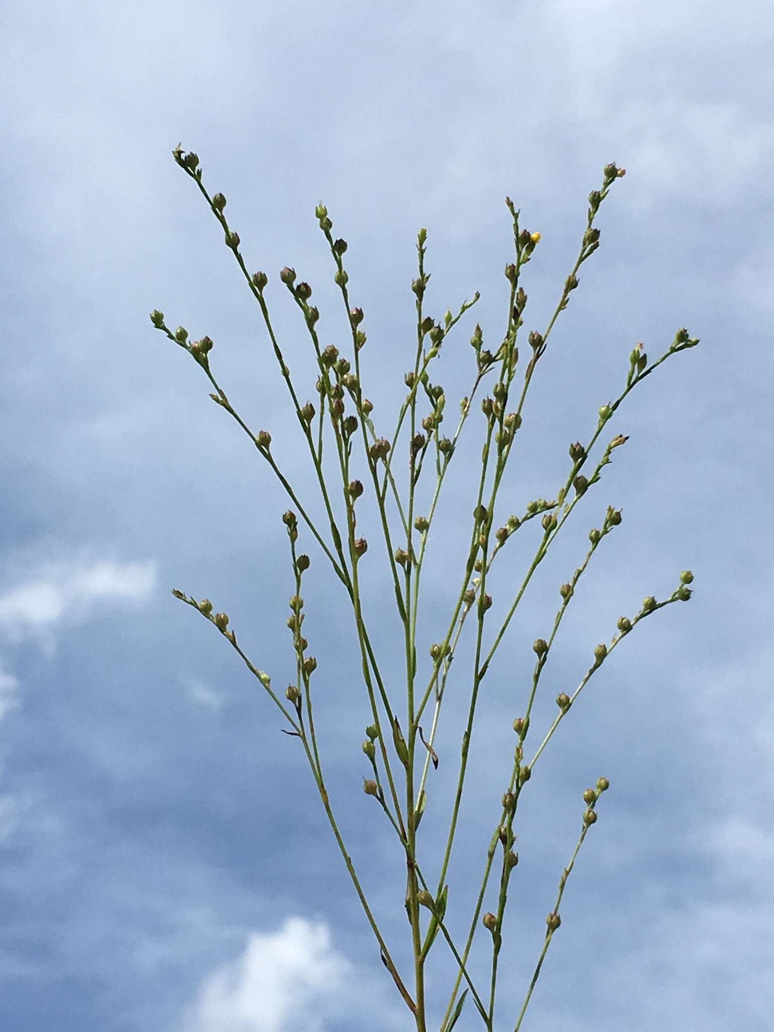 Image of stiff yellow flax