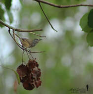 Image of Spot-breasted Wren