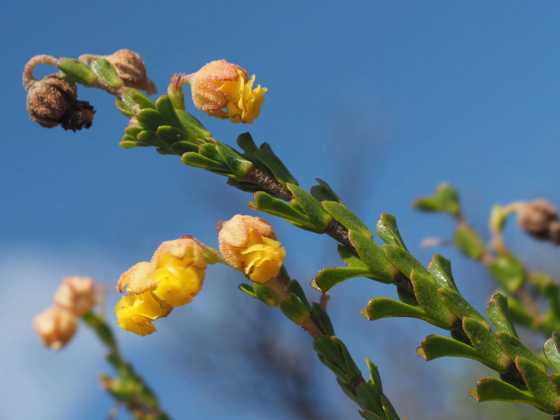 Image of Hermannia concinnifolia Verdoorn