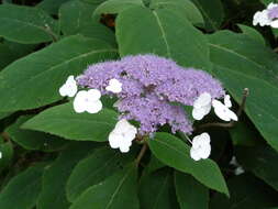 Sivun Hydrangea aspera Buch.-Ham. ex D. Don kuva