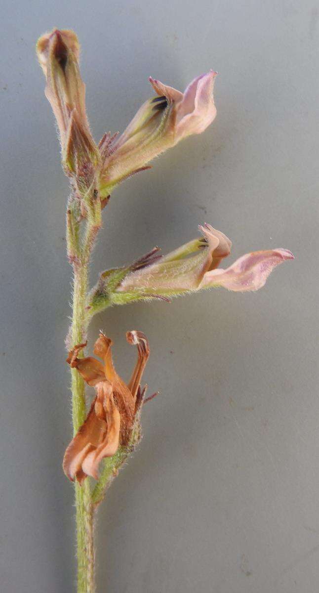 Image of Lobelia eurypoda E. Wimm.