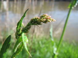 Image of Common Sorrel