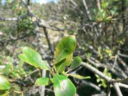 Image of dark-leaved willow