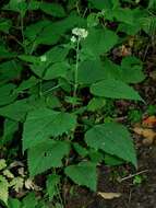 Image of Ageratina roanensis