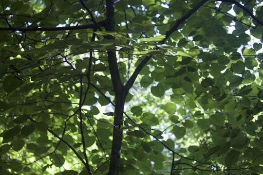 Image of Carolina basswood